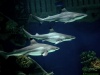 Рифовые акулы в SPA FIJI CLUB